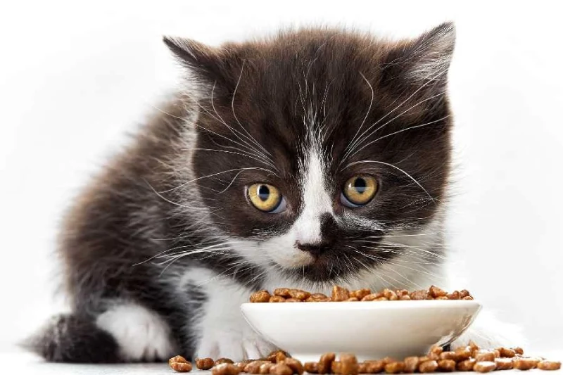 مقدار غذا و کالری مورد نیاز بچه گربه